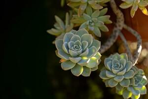 cultivo de piedra suculento planta foto