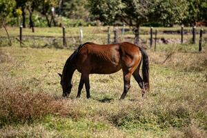 animal caballo en granja pasto campo foto