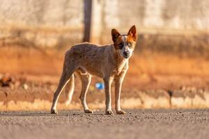 animal mammal dog in the street photo