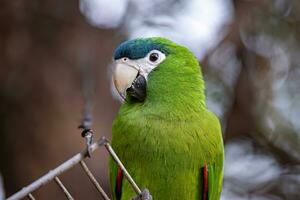 Adult Red shouldered Macaw photo