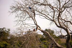 seco árbol con azul guacamayo y escarlata guacamayo foto