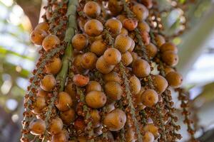 fruits of the buriti palm photo