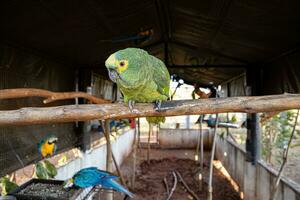 Turquoise fronted Parrot rescued recovering for free reintroduction photo