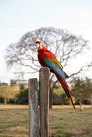 Adult Red and green Macaw photo