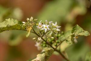 flowering plant commonly known as jurubeba photo