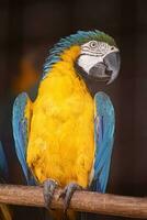 Adult Blue-and-yellow Macaw rescued recovering for free reintroduction photo