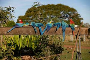 blue and red macaws eating photo