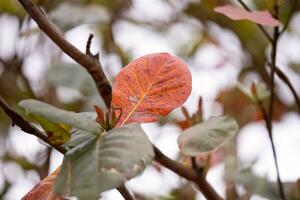 Sea Almond Tree photo