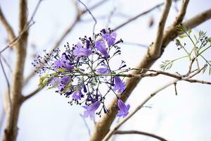 azul jacarandá árbol con flores y selectivo atención foto