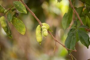 frutas de el árbol llamado inga foto