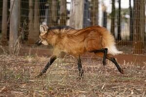 animal maned lobo foto