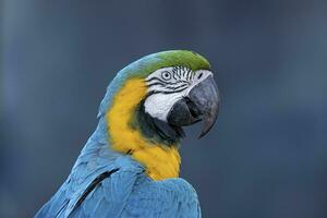 Adult Blue-and-yellow Macaw photo