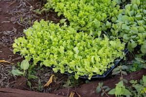 seedlings of lettuce plant photo