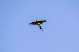 Adult Red shouldered Macaw photo