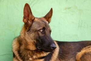 dog of german shepherd breed photo