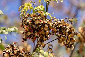 Saga Tree Seeds photo