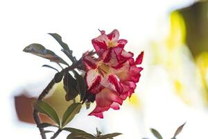 Desert Rose Plant photo