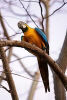 Adult Blue-and-yellow Macaw photo