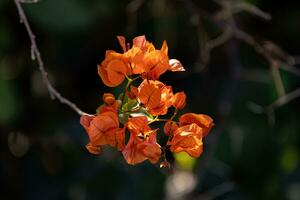 flores de plantas ornamentales foto