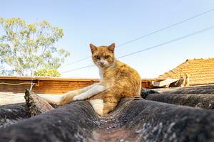 cat animal on the roof of a house photo