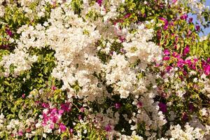 flores de plantas ornamentales foto