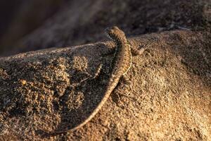 Small ground lizard photo