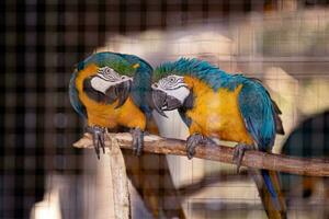 Adult Blue-and-yellow Macaw rescued recovering for free reintroduction photo