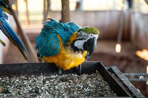 Adult Blue-and-yellow Macaw rescued recovering for free reintroduction photo