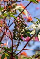 Green Castor Bean Plant photo