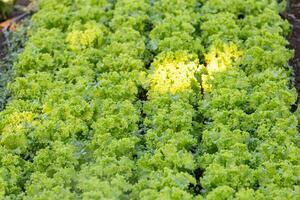 planta lechuga vegetal foto