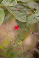 flor de vid de ciprés foto