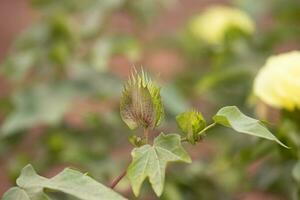 Upland Cotton Plant photo