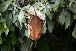 Brazilian Provision Tree Fruit photo