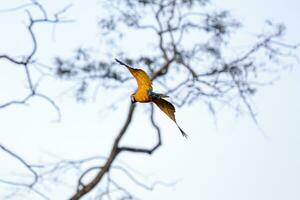 guacamayo azul y amarillo adulto foto