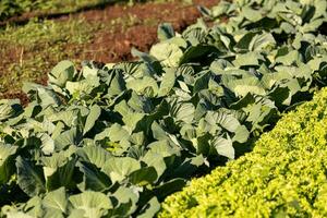 cabbage vegetable plant photo