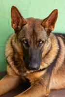 dog of german shepherd breed photo