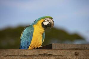 guacamayo azul y amarillo adulto foto