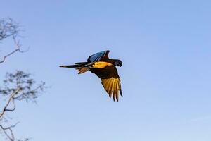 Adult Blue-and-yellow Macaw photo