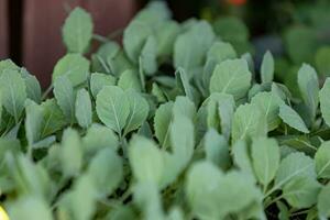 seedlings of cabbage vegetable plant photo