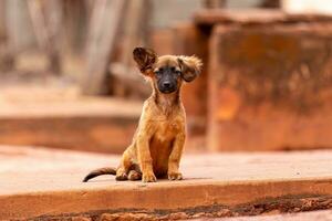 animal mammal yellow dog photo