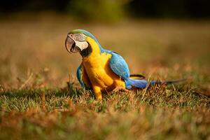 Adult Blue-and-yellow Macaw photo