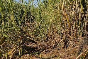 Close up Sugarcane plants photo