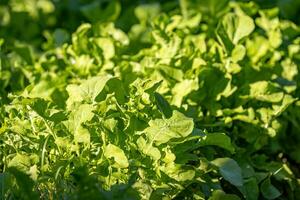 small vegetable plant in a vegetable garden photo