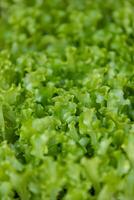 seedlings of lettuce plant photo