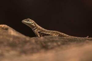 Small ground lizard photo