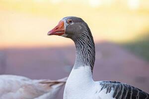 Animal Farm Greylag Goose photo