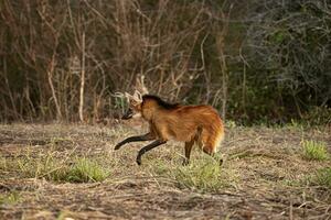 animal maned lobo foto