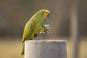 Adult Turquoise fronted Parrot photo