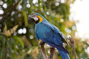 guacamayo azul y amarillo adulto foto