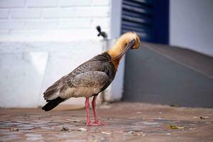 Buff necked Ibis photo